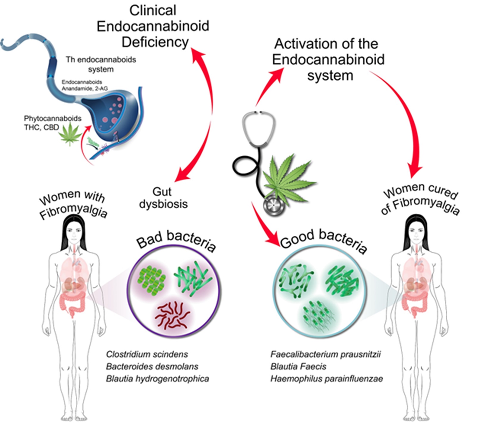 Project FibroCanBiome – “Preclinical and Clinical Evidence on the Alteration of Cannabinoids-Gut Microbiome link in Fibromyalgia: a Proof-of-Concept Study in Malta”